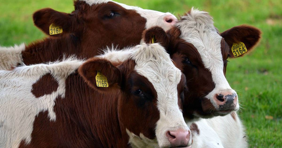 Үйде жасалған атақты порно видео онлайн