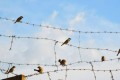 Ресей түрмелеріндегі мәжбүрлі мобилизацияның жаңа толқыны