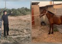 Түркістанда мал ұрлығымен айналысқан күдіктілер ұсталды (ВИДЕО)