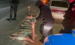 Маңғыстауда 120 келіден асатын бекіре балығы тәркіленді