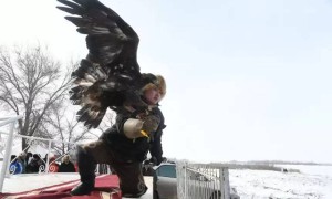 Құсбегілік чемпионатына қатысушыларға күн райы кедергі келтіріп тұр – федерация