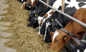 «Сыбаға» бағдарламасы бойынша мал санын өсірдік»
