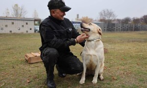 Иісшіл иттер өз көмегін көрсетті