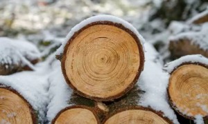 Алматыда 63 түп жеміс ағаш заңсыз кесілген