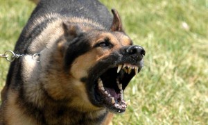 Алматы облысында 9 жастағы баланы ит талап тастады