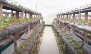 «Құлпынай кәсібіне құнттап қарауымыз керек»