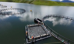 «Ханбалықты өсіру қарқын алып келеді»