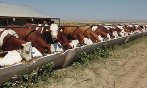 Елімізде қанша мал басы тіркелмеген