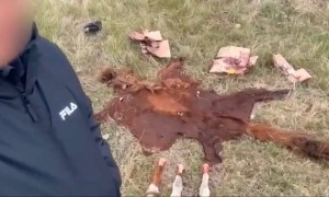 Елорда маңында мал ұрлығымен айналысқан қылмыстық топ ұсталды (ВИДЕО)