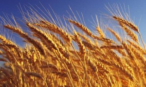 3 млн тонна астық өңдеуден бастап ірімшік өндірісіне дейін: Қазақстан жаңа инвестициялық жобаларды іске қосады