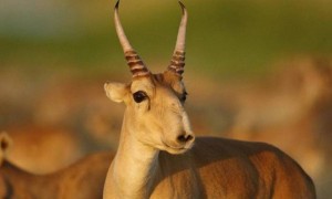 Қазақстан киік мүйізін экспорттауды қайта бастайды