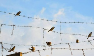 Ресей түрмелеріндегі мәжбүрлі мобилизацияның жаңа толқыны