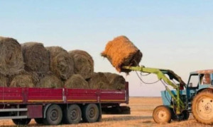 Елімізде 15,9 млн тонна жемшөп дайындалды - АШМ