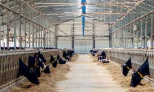 Елде мал шаруашылығын қаржыландыру көлемі артады – Үкімет отырысы