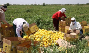 Түркістан облысында ауылдық аймақтарды дамытуға басымдық берілуде