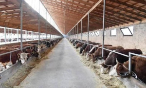 447,5 млрд теңгелік агросерпіліс: Түркістан облысы үш ірі кластермен жаңа деңгейге көтерілуде