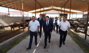 Түркістан облысында елімізде теңдесі жоқ мал бордақылау кешені салынып жатыр