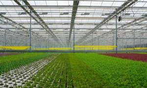 Елде 2029 жылға дейін астық өңдеудің алты ірі жобасы іске асады