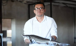 «Ауыл аманаты»: Ақмешіттік кәсіпкер бекіре өсіруді қолға алды