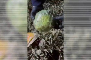 Алматыда синтетикалық есірткінің ірі партиясы тәркіленді (ВИДЕО)