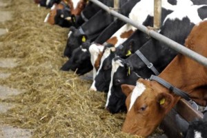 «Сыбаға» бағдарламасы бойынша мал санын өсірдік»