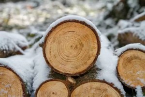 Алматыда 63 түп жеміс ағаш заңсыз кесілген