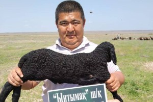 «Қаракөл қойының терісі алтынмен бірдей бағалы болып тұр»