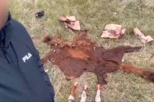 Елорда маңында мал ұрлығымен айналысқан қылмыстық топ ұсталды (ВИДЕО)
