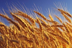 3 млн тонна астық өңдеуден бастап ірімшік өндірісіне дейін: Қазақстан жаңа инвестициялық жобаларды іске қосады