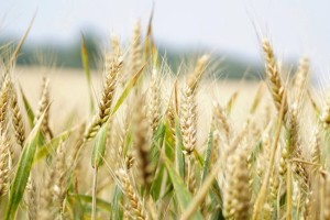 Соңғы 20 жылдағы ең жоғары көрсеткіш:  Қазақстан 13,4 млн тонна астық экспорттаған