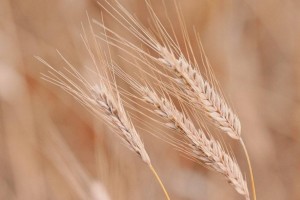 Қазақстан екінші жыл қатарынан рекордтық дәнді дақыл өнімін жинауда: 2025 жылы - 27,1 млн тоннадан асты