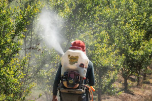 Ақмола облысы саябақтарды балаларға қауіпті препаратпен өңдемек – БАҚ