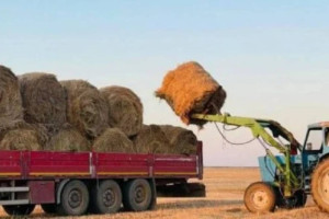 Елімізде 15,9 млн тонна жемшөп дайындалды - АШМ