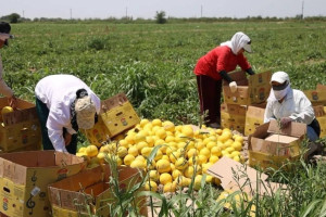 Түркістан облысында ауылдық аймақтарды дамытуға басымдық берілуде
