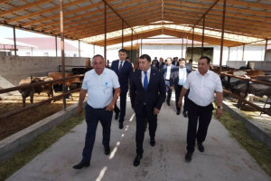 Түркістан облысында елімізде теңдесі жоқ мал бордақылау кешені салынып жатыр