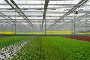 Елде 2029 жылға дейін астық өңдеудің алты ірі жобасы іске асады