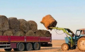 Елімізде 15,9 млн тонна жемшөп дайындалды - АШМ