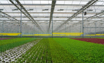 Елде 2029 жылға дейін астық өңдеудің алты ірі жобасы іске асады