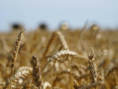 Қазақстандық бидайдың сапасы Арменияда жоғары бағаланды