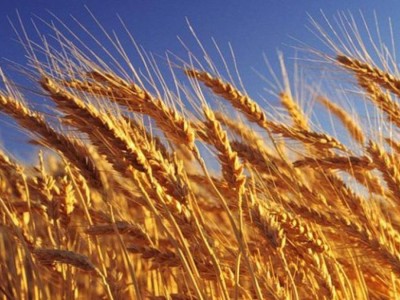 3 млн тонна астық өңдеуден бастап ірімшік өндірісіне дейін: Қазақстан жаңа инвестициялық жобаларды іске қосады