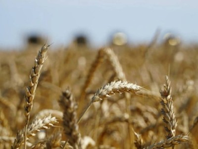 Үкімет астық экспортын қолдауға қосымша 7 млрд теңге бөлді