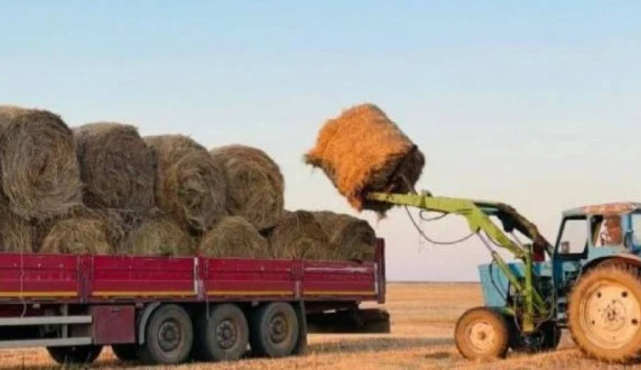 Елімізде 15,9 млн тонна жемшөп дайындалды - АШМ