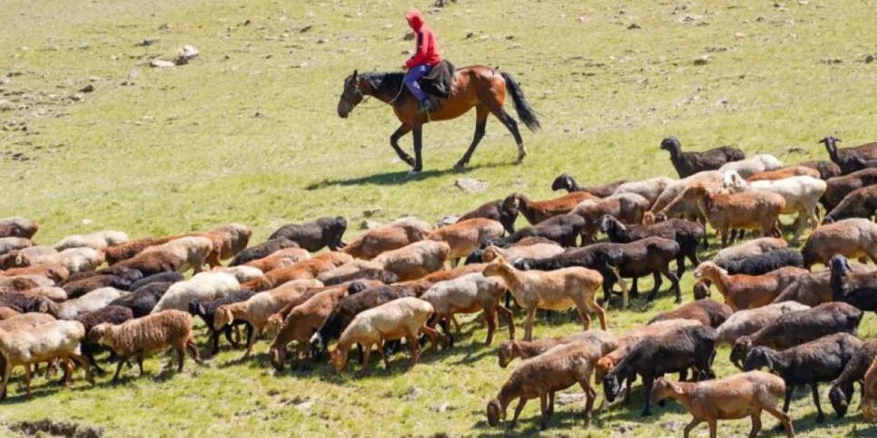 Қой етінің экспорты екі есе өсті — АШМ