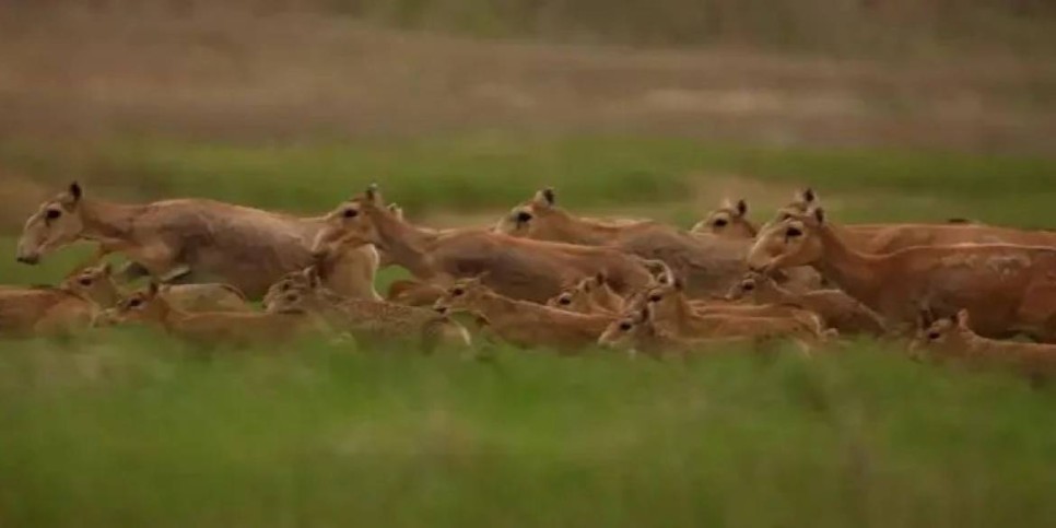 Қазақстан Қытайға 1500 киік тарту етеді