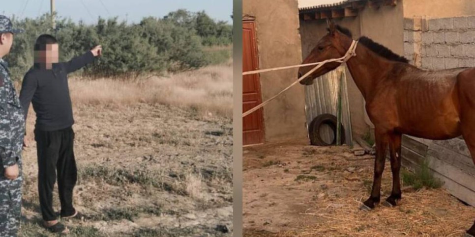 Түркістанда мал ұрлығымен айналысқан күдіктілер ұсталды (ВИДЕО)