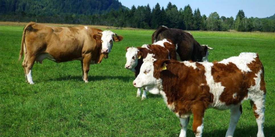 Жуалыда «Ауыл аманаты» бойынша 1 130 адам тұрақты жұмыспен қамтылды