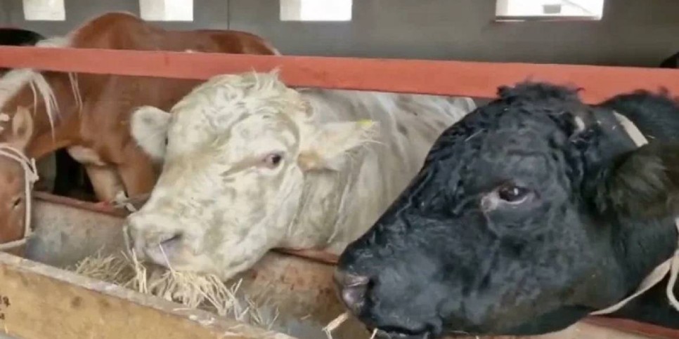 «Көптерек ауылында 6 955 бас мал сатып алынды»