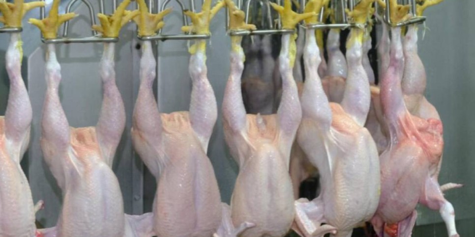 «Құс етінің 65-70 пайызы отандық өнім»