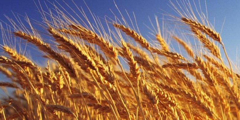 3 млн тонна астық өңдеуден бастап ірімшік өндірісіне дейін: Қазақстан жаңа инвестициялық жобаларды іске қосады