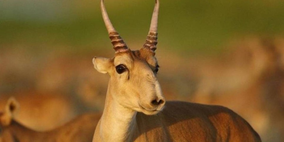 Қазақстан киік мүйізін экспорттауды қайта бастайды